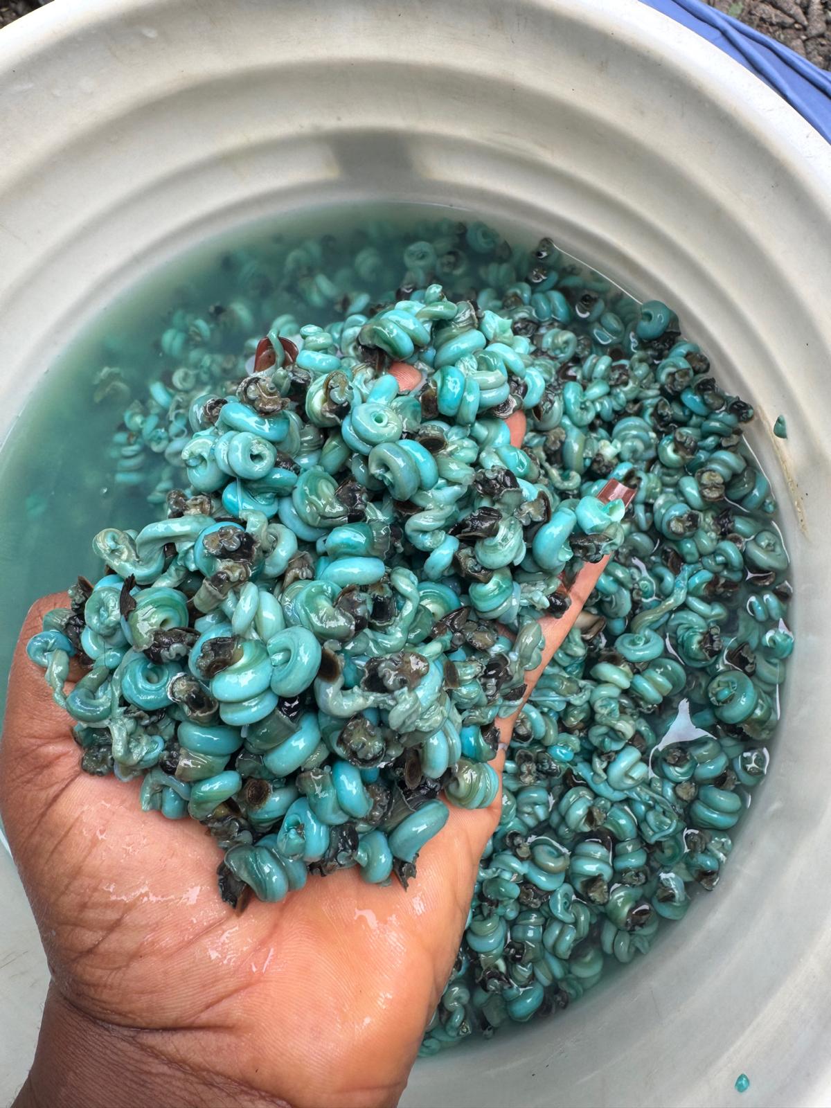Wet Periwinkle Wet Periwinkle (200g) - Image 1